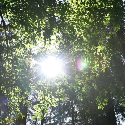 Waldmotiv mit Sonnenstrahlen