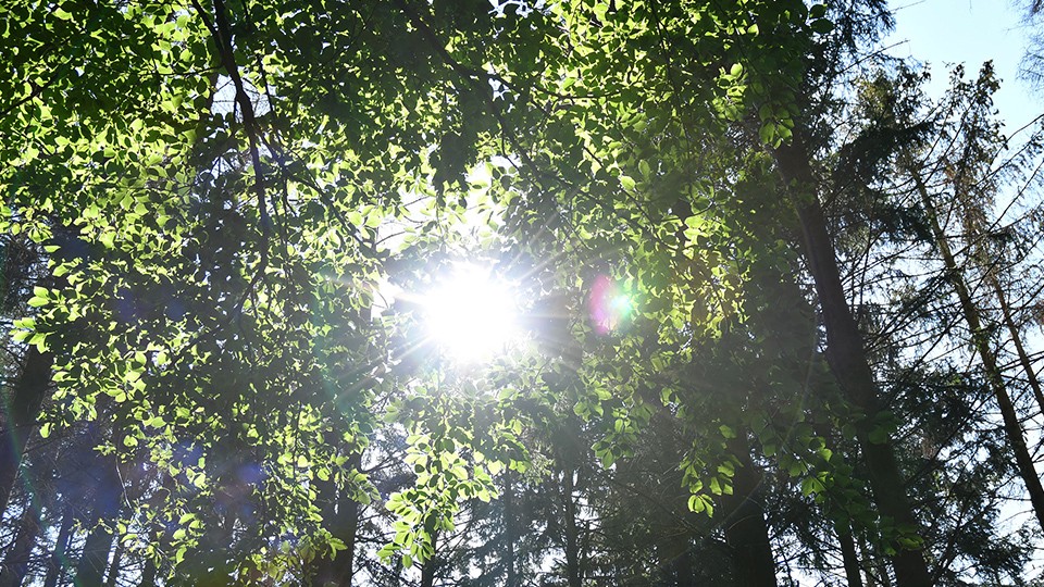 Waldmotiv mit Sonnenstrahlen